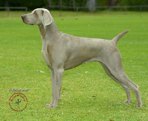 Weimaraner 9F91D-12.JPG